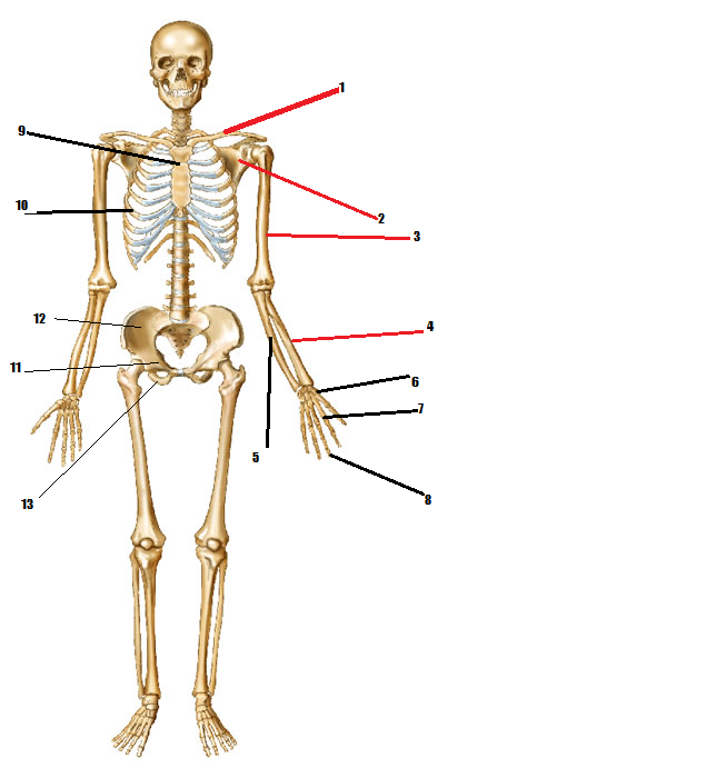 Identify Human Body Skeleton Parts Quiz! - ProProfs Quiz